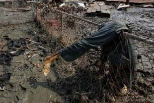 Human Corpse on Fence.